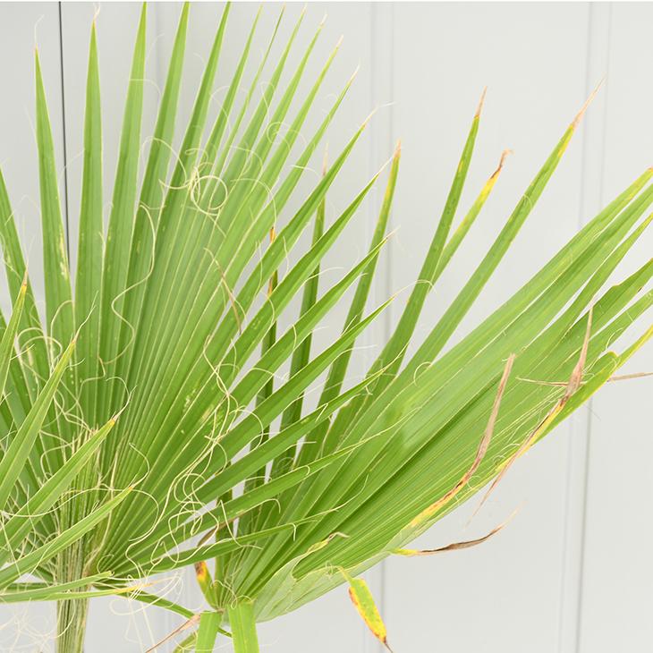 ヤシ 苗木 【ヤシの木 ワシントンヤシ】 5号ポット苗 :tn06-b80n080-03