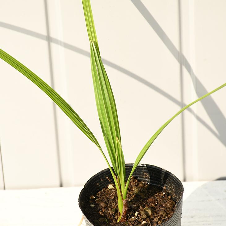 ◇送料無料◇ ヤシ 苗木 【ヤシの木 カナリーヤシ】 約0.2m 小苗