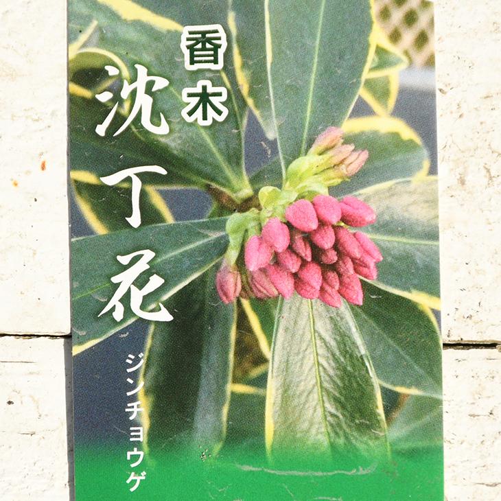 沈丁花 苗 斑入り 沈丁花 ジンチョウゲ 赤花 ポット苗 Tn06 B97n030 01 苗木の専門店 グリーンでgo 通販 Yahoo ショッピング