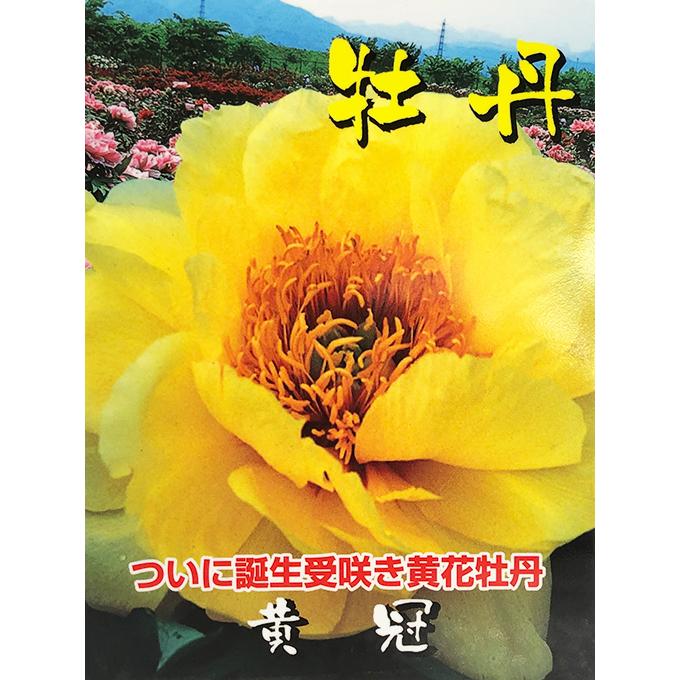牡丹 苗 【黄冠 （おうかん）】 約0.3m 接ぎ木苗 : 苗木の専門店