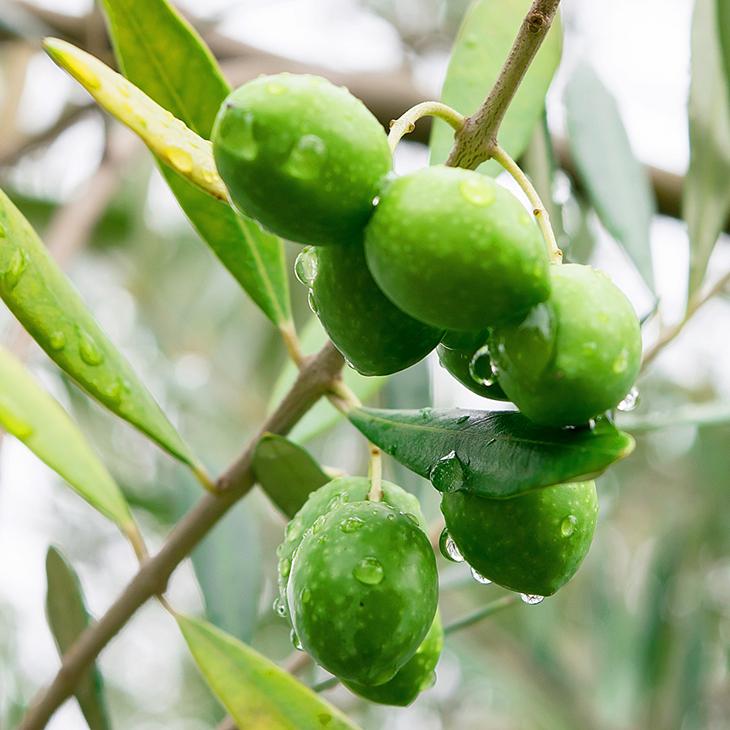 オリーブの木 苗木 【ブガ】 約0.5m 接ぎ木苗 : 苗木の専門店 グリーン