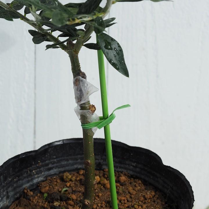 オリーブの木 苗木 【ブガ】 約0.5m 接ぎ木苗 : 苗木の専門店 グリーン