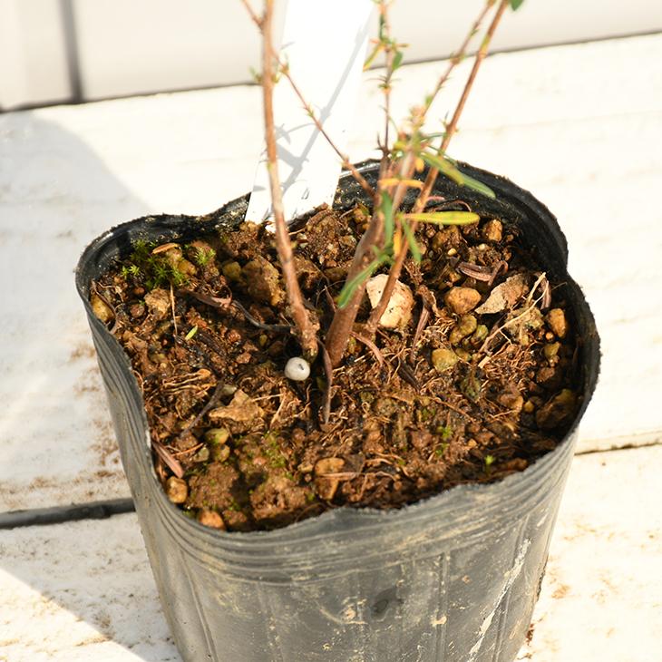 ヒペリカム 苗 【ヒペリカム ジェモ】 幼苗 : 苗木の専門店 グリーンで