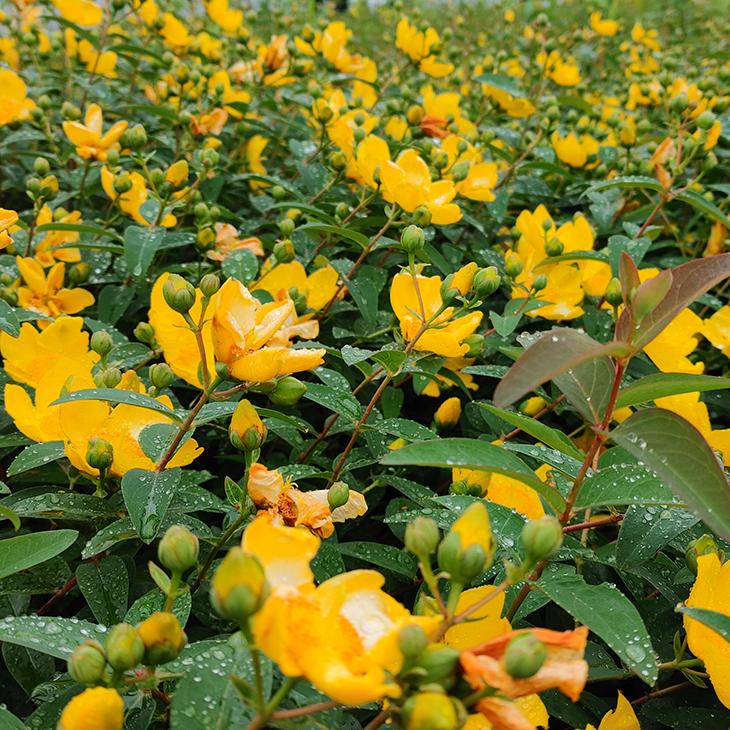 198円 最大65 Offクーポン ヒペリカム 苗 サンバースト 幼苗