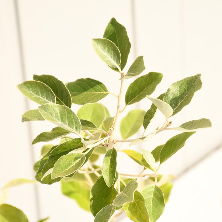 グミ 苗木 【シマグミ】 幼苗 : 苗木の専門店 グリーンでGO! - 通販