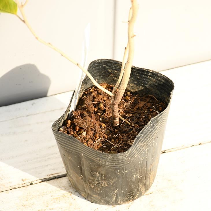 グミ 苗木 【シマグミ】 幼苗 : 苗木の専門店 グリーンでGO! - 通販