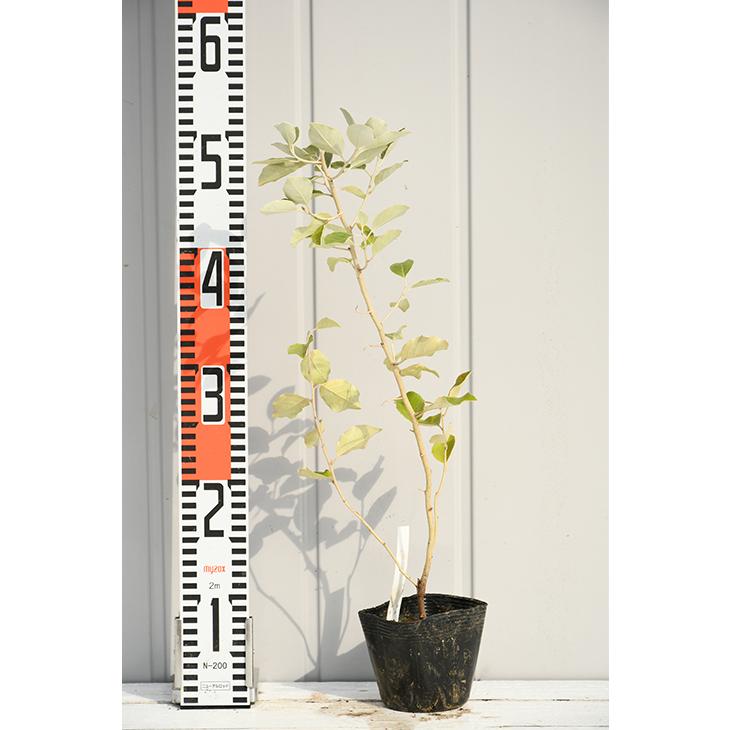 mii　　シマグミ苗木 グミ 落葉性 シマグミの通販 苗木部 By 花ひろばオンライン