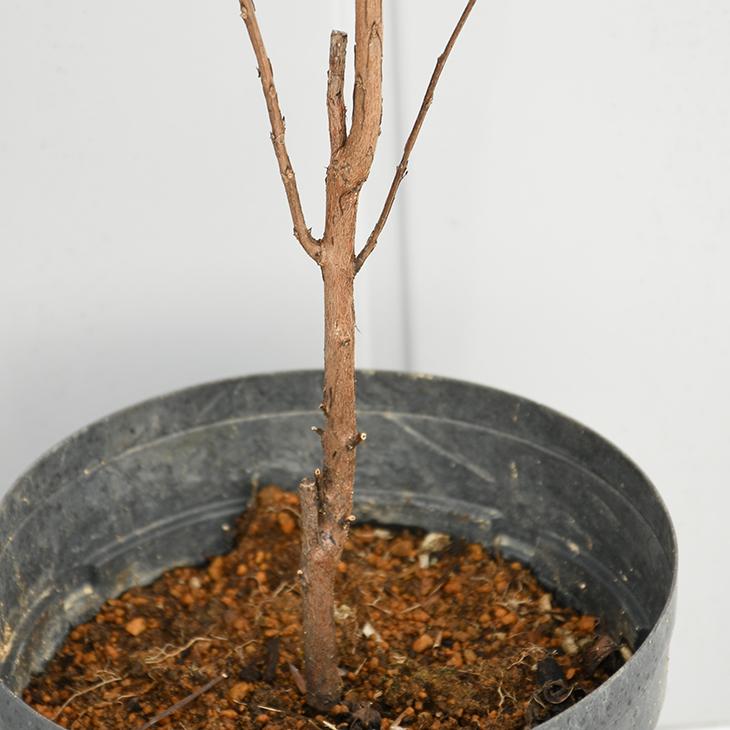 サルスベリ 苗 ブラックリーフダイヤモンド シェルピンク 約0 9m 挿し木苗 Tn06 Cs090 01 苗木の専門店 グリーンでgo 通販 Yahoo ショッピング