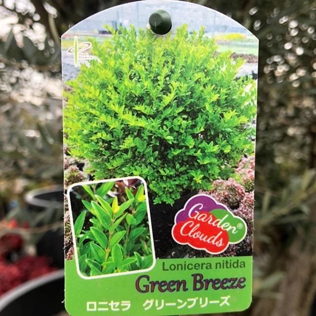 植木 ツゲ 苗 ロニセラ ポット苗 世界的に有名な グリーンブリーズ 95％以上節約 登録品種
