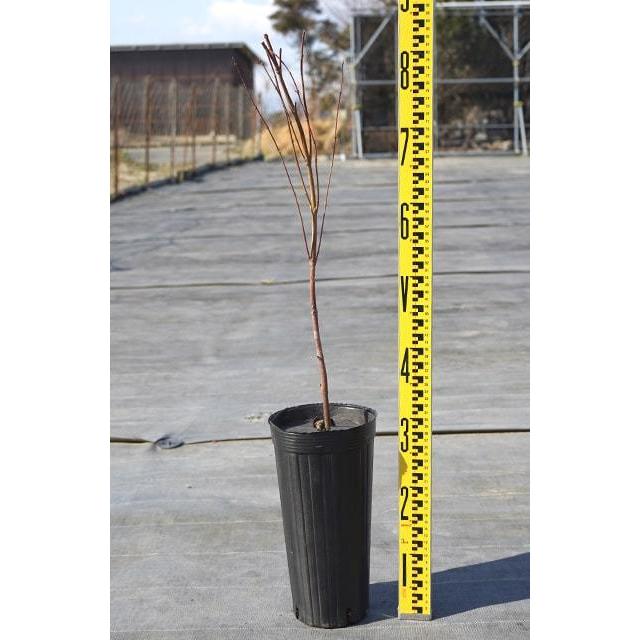 もみじ 苗木 【茜 (あかね)】 約0.7m ポット苗 : 苗木の専門店 もみじ 苗木 【茜 (あかね)】 約0.7m ポット苗 : 苗木の専門店