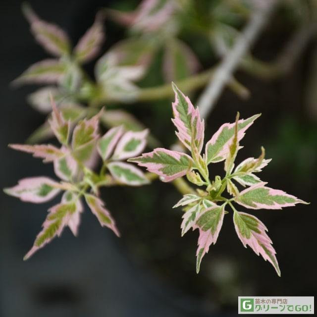 94 以上節約 庭木の苗 花木 ネグンドカエデ 落葉樹