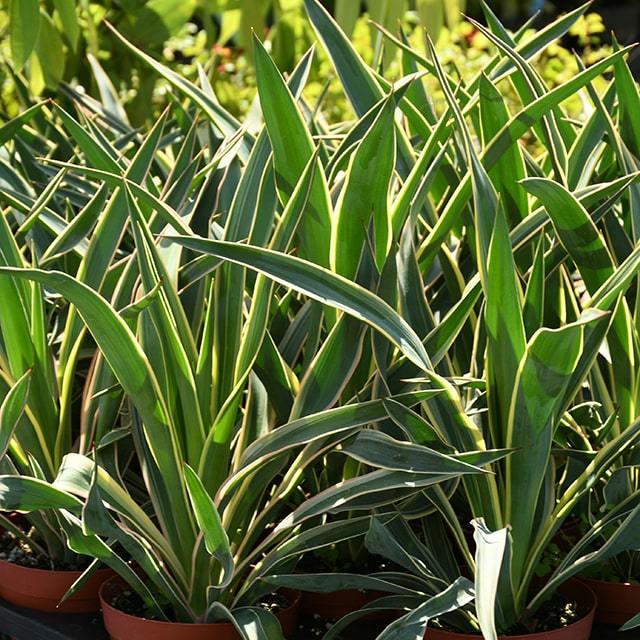 ユッカ グロリオサ 苗 【バリエガータ】 プラスチック鉢植え : 苗木の