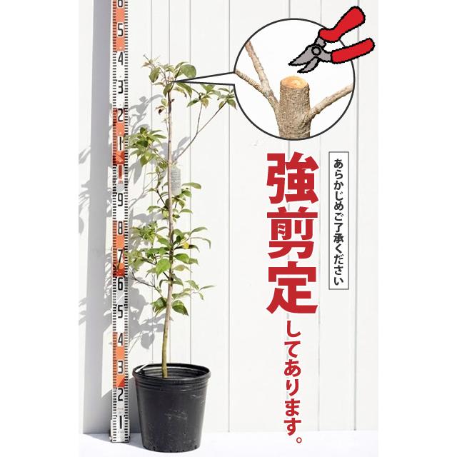 ◇訳あり 在庫処分◇ ◇強剪定済◇ ヤマボウシ 苗 【常緑ヤマボウシ