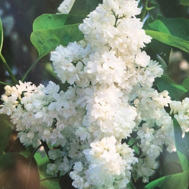 ライラック 苗 【マダムレモイネ】 ポット苗 : 苗木の専門店 グリーン