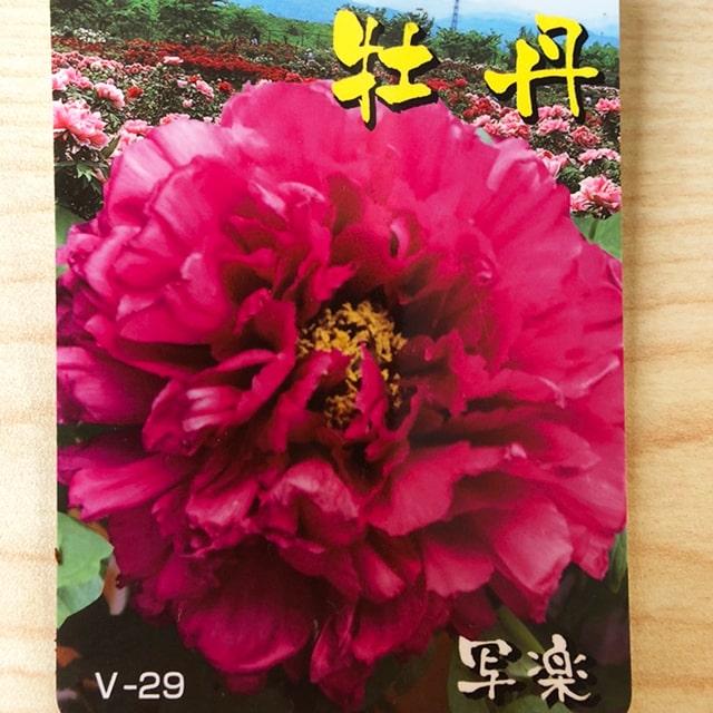 牡丹 苗 【写楽 （しゃらく）】 約0.3m 接ぎ木苗 : 苗木の専門店