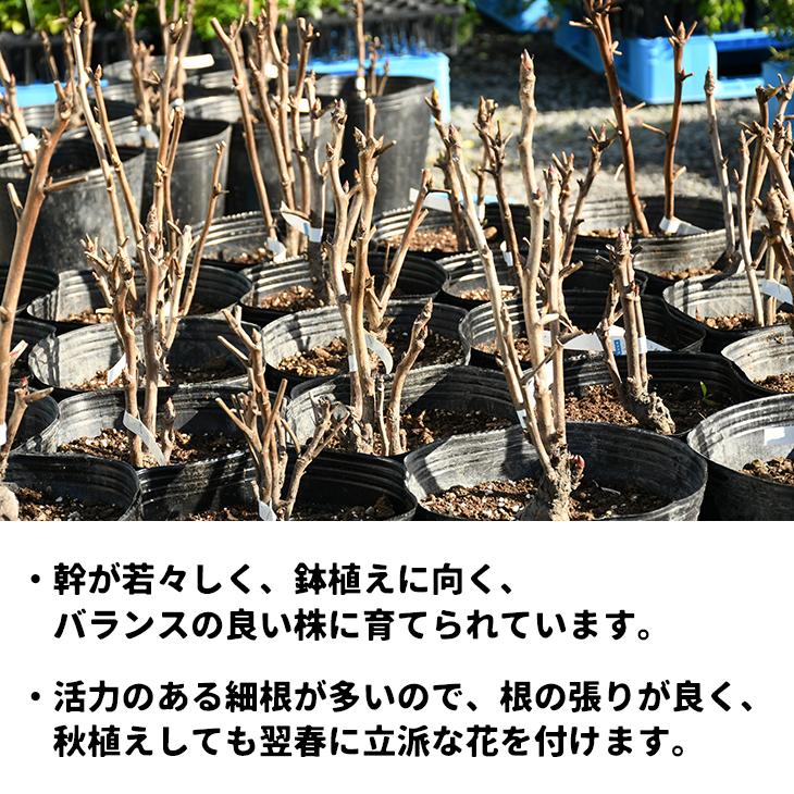 牡丹 苗 【写楽 （しゃらく）】 約0.3m 接ぎ木苗 : 苗木の専門店