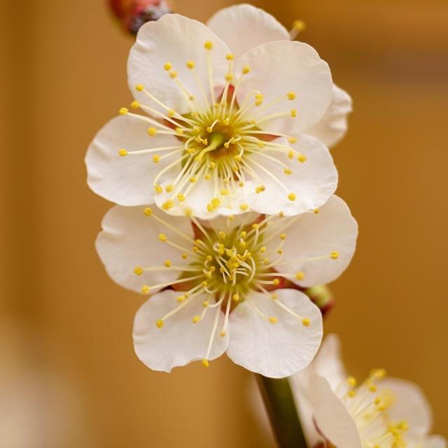 花梅 苗 【白花 冬至梅 （とうじばい）】 1年生 接木苗 : 苗木の