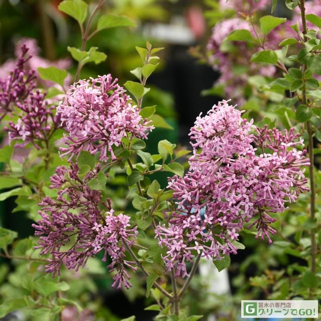 ライラック 苗 【姫ライラック ペンダ ［登録品種］】 ポット苗 : 苗木