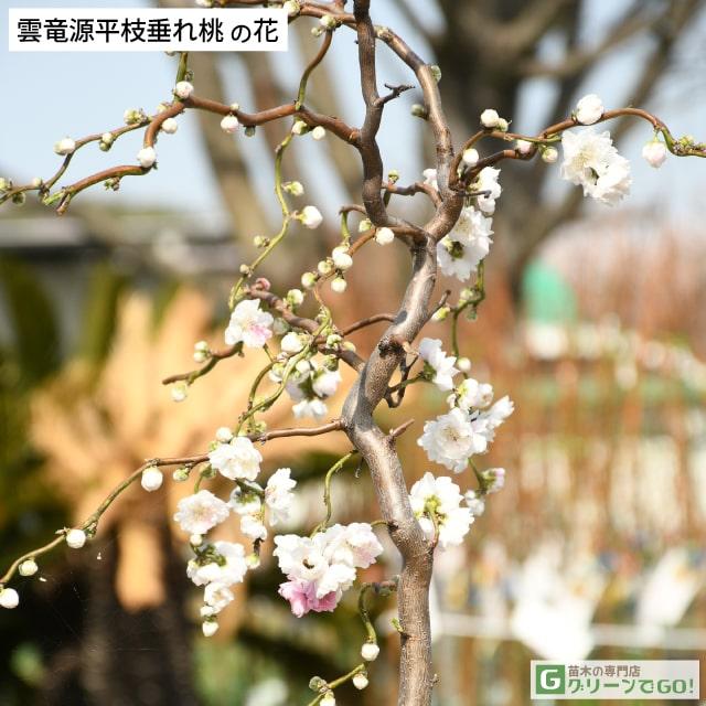 花桃 苗 【雲竜 源平枝垂れ桃 （うんりゅう げんぺいしだれもも）】 約