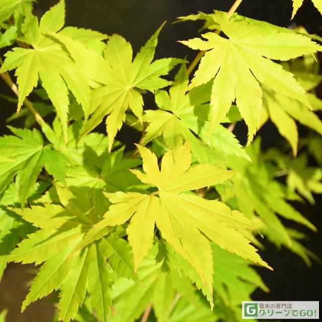 もみじ 苗木 【ジョーダン】 約0.7m ポット苗 : 苗木の専門店 グリーン