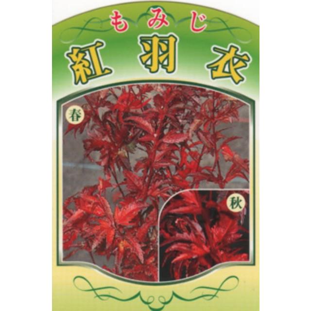 もみじ 苗木 【紅羽衣 （べにはごろも）】 約0.7m ポット苗 : 苗木の