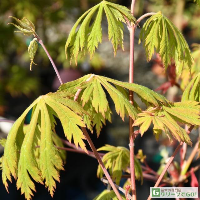 もみじ 苗木 【舞孔雀 （まいくじゃく）】 約0.7m ポット苗 : 苗木の
