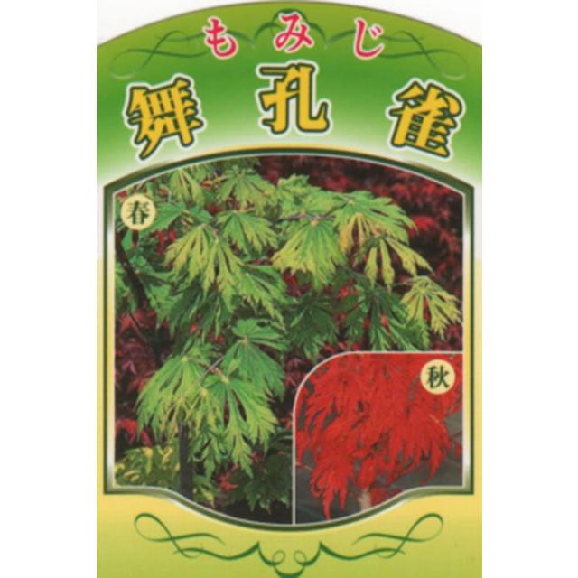 もみじコレクション11舞孔雀 接木苗 6号鉢 5年物全長90cm 楽天市場】舞孔雀もみじ苗 【もみじ】 【紅葉】 : 園芸百貨店何でも