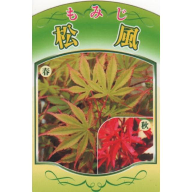 もみじ 苗木 【松風 （まつかぜ）】 約0.7m ポット苗 : 苗木の専門店