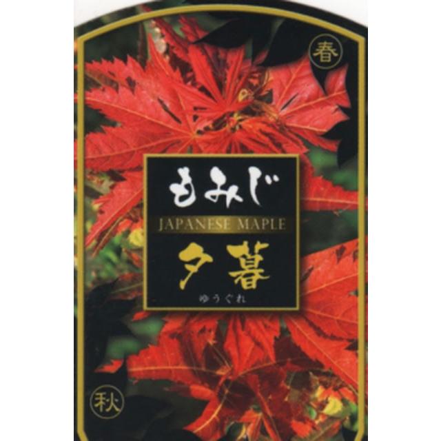 もみじ 苗木 【夕暮れ （ゆうぐれ）】 約0.7m ポット苗 : 苗木の