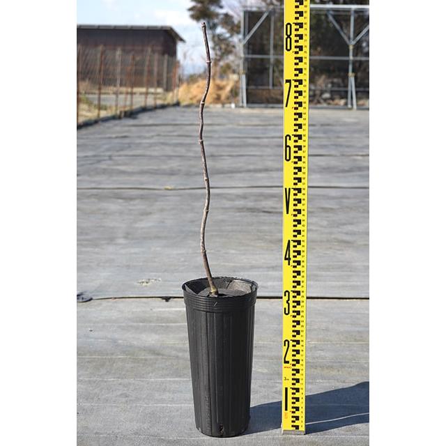 もみじ 2本セット 6号鉢 夕暮 & 秋華 接木苗 hanahiroba_tn06-f01n070-01