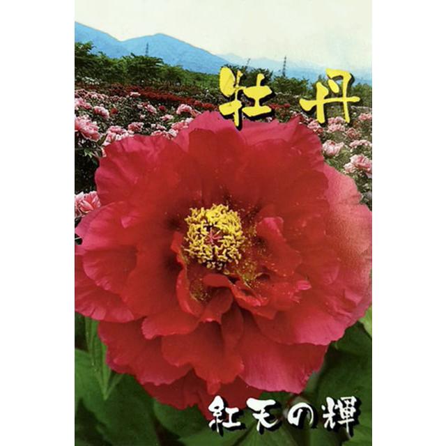 牡丹 苗 【紅天の輝 （こうてんのかがやき）】 約0.3m 接ぎ木苗 : 苗木