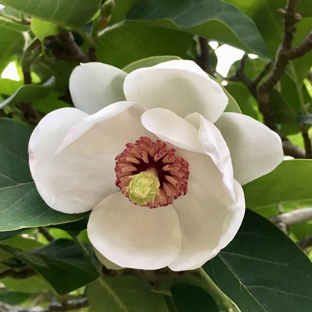 希少大山蓮華 茶花 オオヤマレンゲ 苗木 苗 花 山野草 大山蓮華