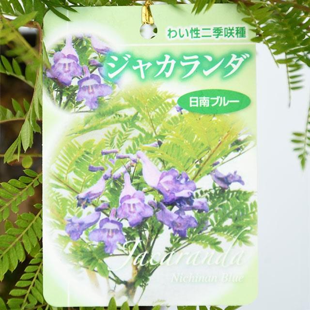ジャカランダ 苗 【日南ブルー】 接ぎ木苗 : 苗木の専門店 グリーンで