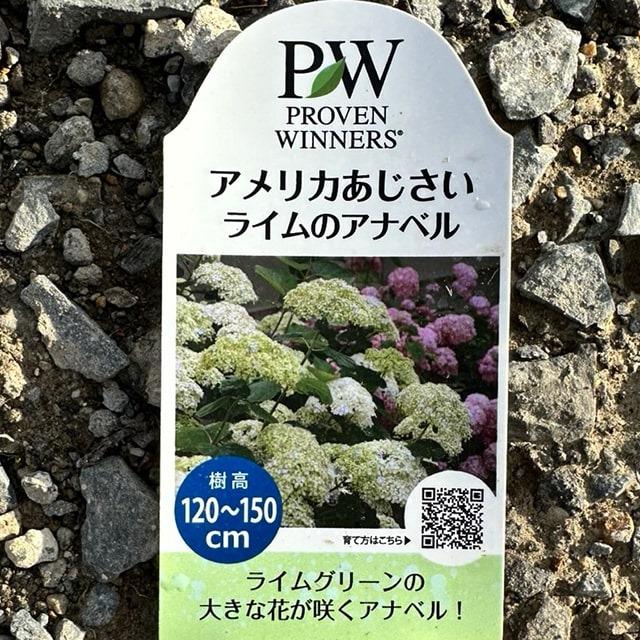 アジサイ アナベル 苗 【ライムのアナベル】 6号 ポット苗 : 苗木の