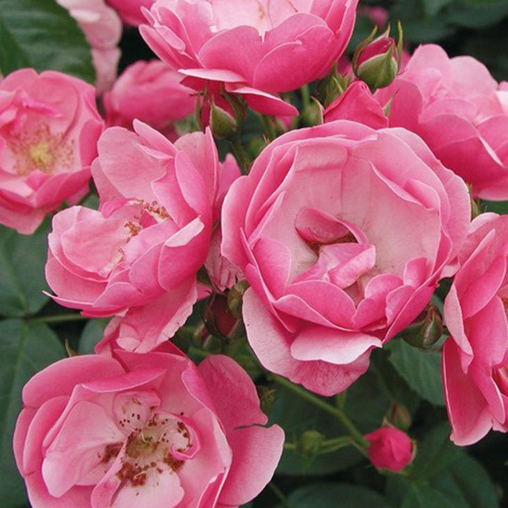 バラ 苗 つるバラ アンジェラ Cl 四季咲き 1年生 接ぎ木 新苗 Tn07 002t001 01 苗木の専門店 グリーンでgo 通販 Yahoo ショッピング