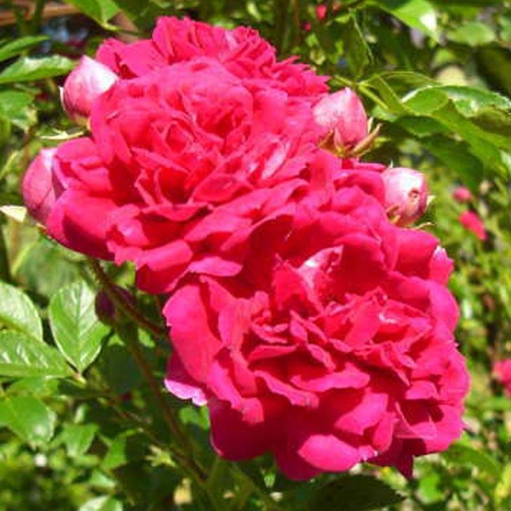 バラ 苗 【つるバラ キングローズ (CL) 大輪 一季咲き】 3年生 接ぎ木