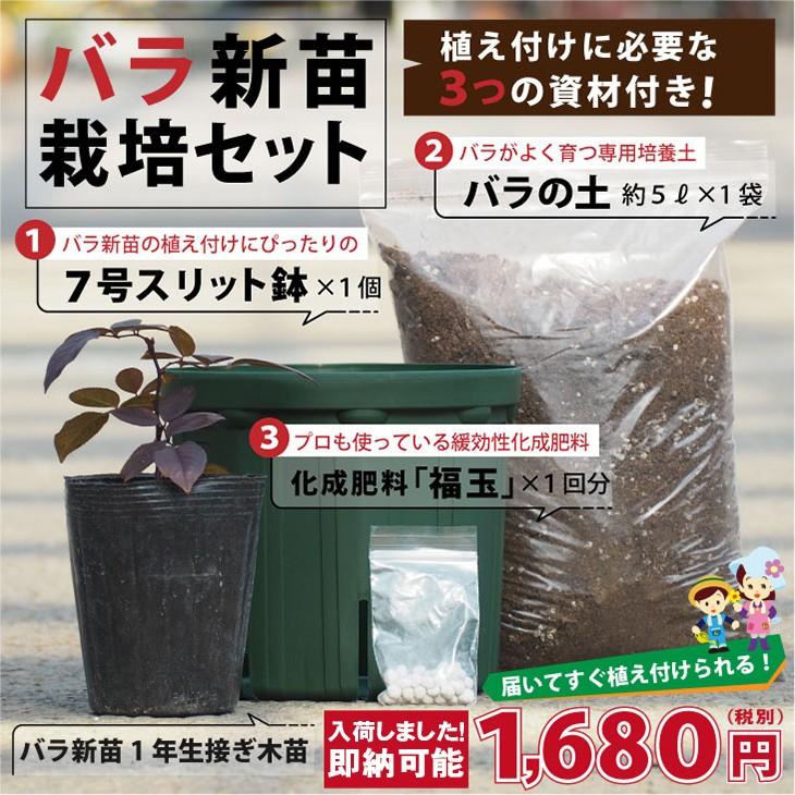 バラ 苗 栽培セット つるバラ サマースノー Cl ミニバラ 一季咲き 1年生 接ぎ木苗 栽培セット 専用土 化成肥料 スリット鉢付き Tn07 013t001 01 Sb 苗木の専門店 グリーンでgo 通販 Yahoo ショッピング
