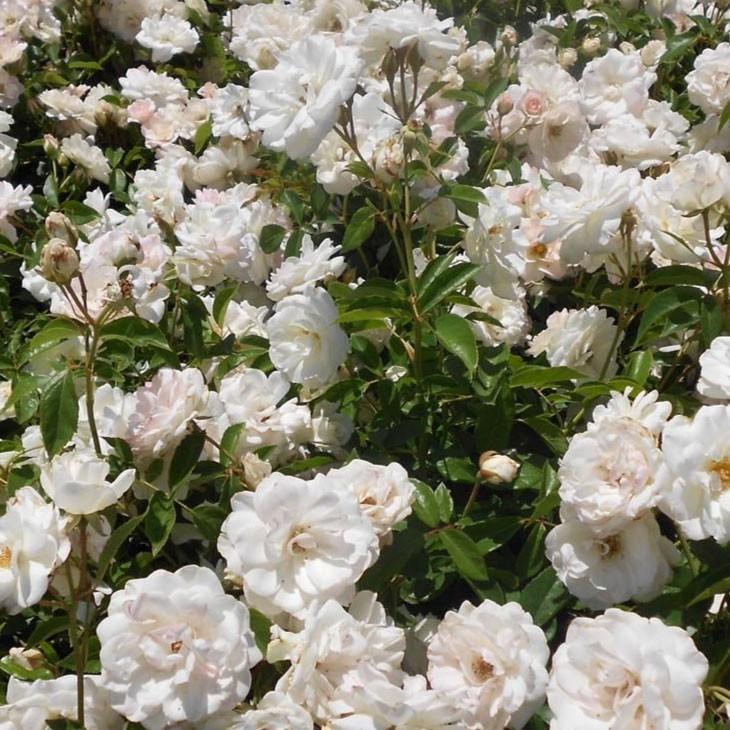 バラ 苗 つるバラ アイスバーグ Cl 一季咲き 3年生 接ぎ木特大苗 長尺苗 Tn07 0t003 01 苗木の専門店 グリーンでgo 通販 Yahoo ショッピング