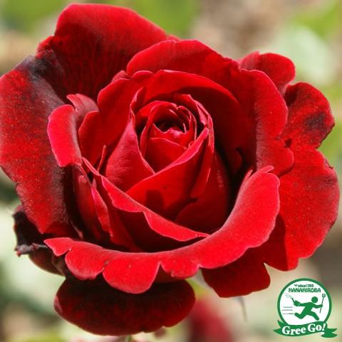 バラ 苗 【つるバラ ドンファン (CL) 返り咲き】 2年生 接ぎ木 大苗