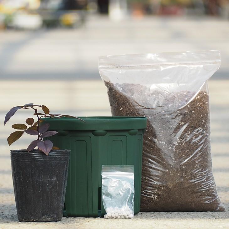 バラ 苗 栽培セット つるバラ バレリーナ Cl ミニバラ 返り咲き 1年生 接ぎ木苗 栽培セット 専用土 化成肥料 スリット鉢付き Tn07 030t001 01 Sb 苗木の専門店 グリーンでgo 通販 Yahoo ショッピング