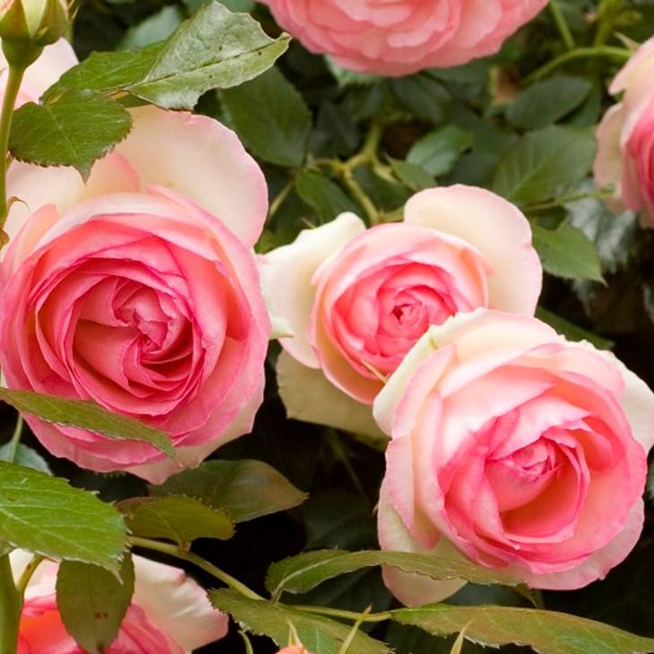 ツル薔薇　ピエールドゥロンサール つるバラ：ピエール・ド・ロンサール5号ポット の通販 | 園芸ネット