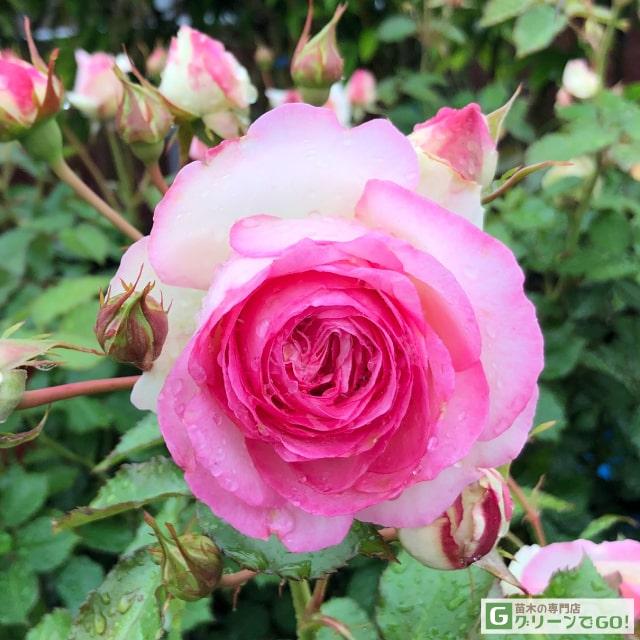 kunikuni92専用　超大苗　つるバラ　ピエール・ドゥ・ロンサール　　蕾沢山 楽天市場】ルージュ・ピエール・ドゥ・ロンサール（大苗予約）7