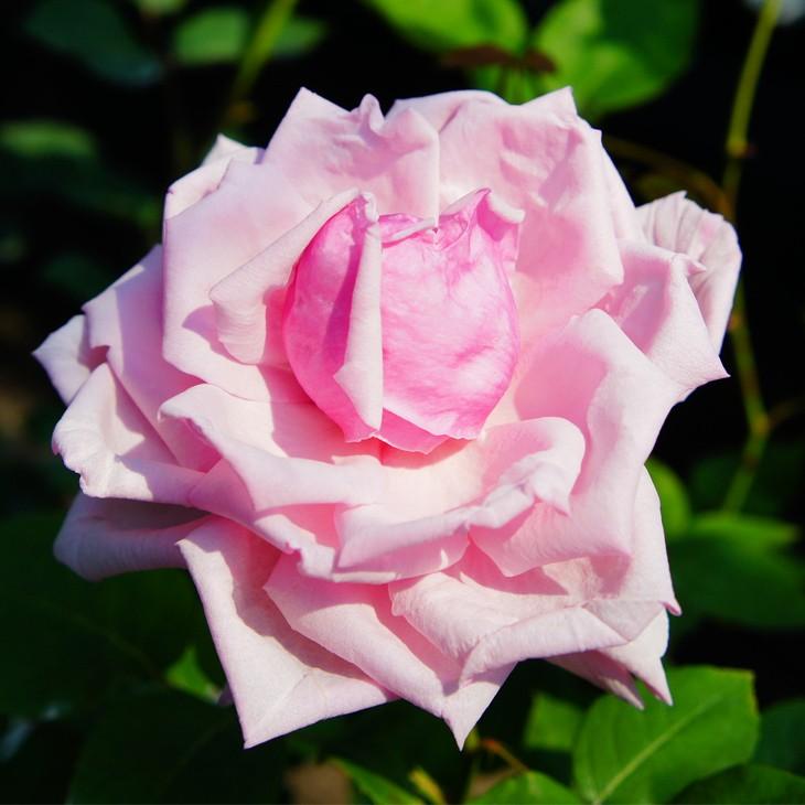 2株で有機液肥 1本付き バラ 苗 つるバラ ラ フランス Cl 大輪 一季咲き 2年生 接ぎ木 大苗 Tn07 045t002 01 苗木の専門店 グリーンでgo 通販 Yahoo ショッピング