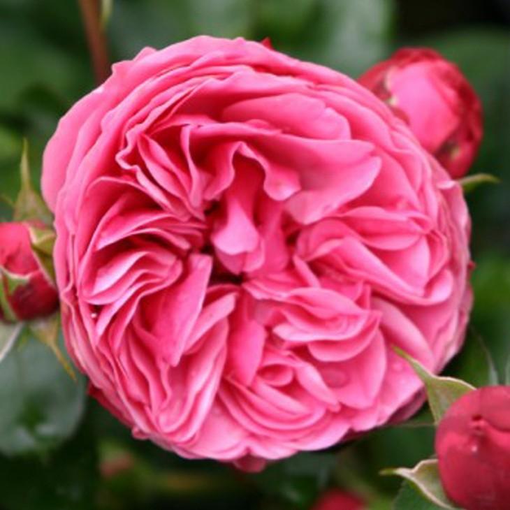 バラ 苗 つるバラ レオナルドダビンチ Cl 返り咲き 2年生 接ぎ木 大苗 Tn07 048t002 01 苗木の専門店 グリーンでgo 通販 Yahoo ショッピング