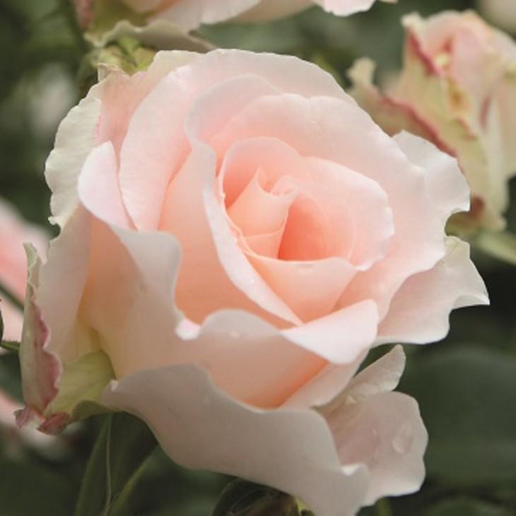 バラ 苗 【つるバラ ロココ (CL) 大輪 返り咲き】 3年生 接ぎ木 約1.3m