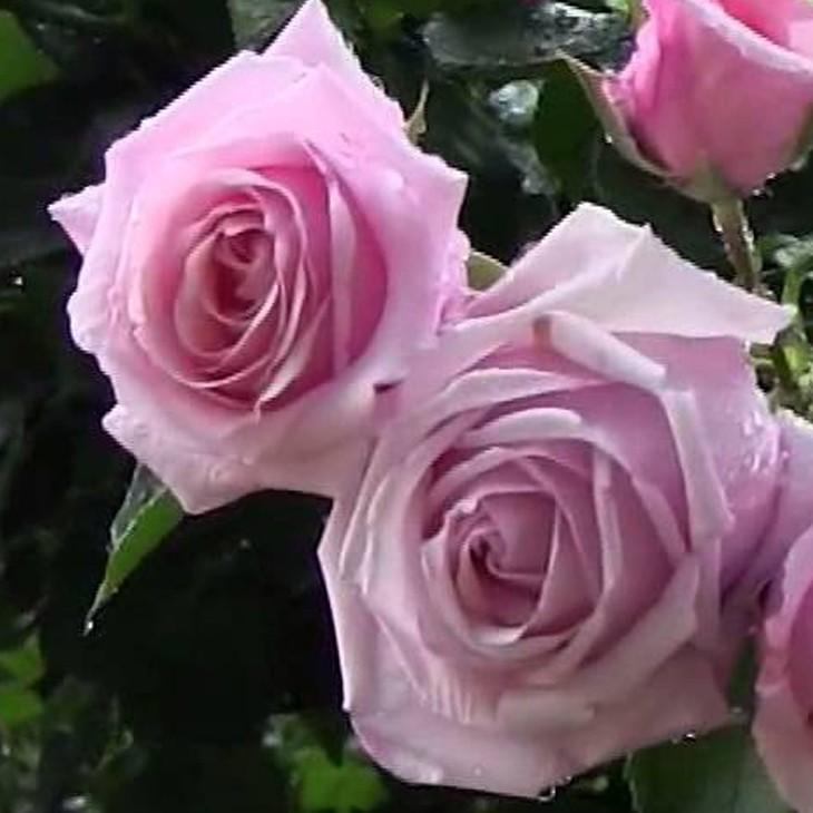 バラ 苗 つるバラ 羽衣 Cl 大輪 四季咲き 1年生 接ぎ木苗 Tn07 052t001 01 苗木の専門店 グリーンでgo 通販 Yahoo ショッピング