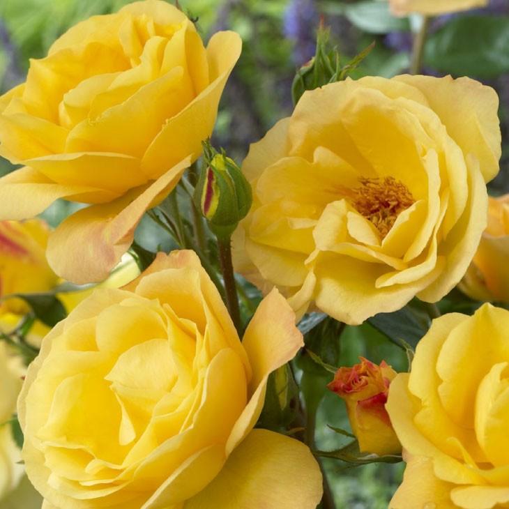 バラ 苗 【アーサーベル (FL) 中輪 四季咲き】 2年生 接ぎ木 大苗