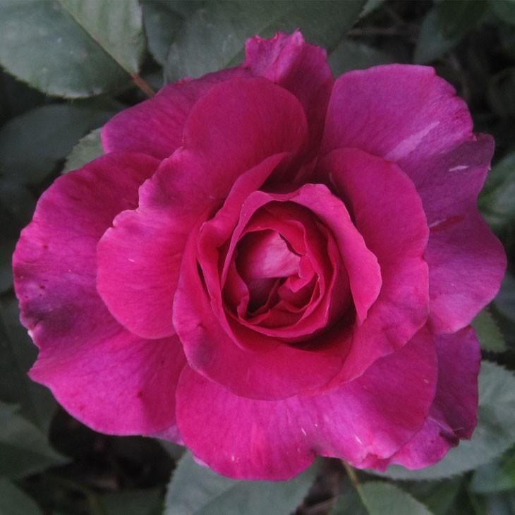 超歓迎された 薔薇 イントゥリーグ 接木 大苗木 植物 観葉植物 Elernova Edu Co