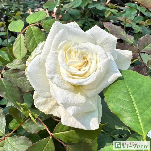 バラ 苗 ブライダルホワイト Fl 中輪 四季咲き 2年生 接ぎ木 大苗 Tn07 069t002 01 苗木の専門店 グリーンでgo 通販 Yahoo ショッピング