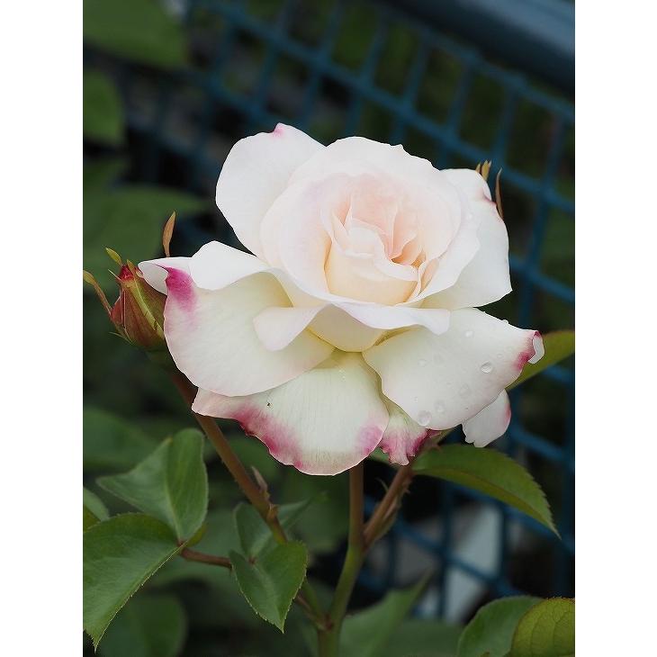 バラ 苗 マチルダ Fl 中輪 四季咲き 2年生 接ぎ木 大苗 Tn07 077t002 01 苗木の専門店 グリーンでgo 通販 Yahoo ショッピング